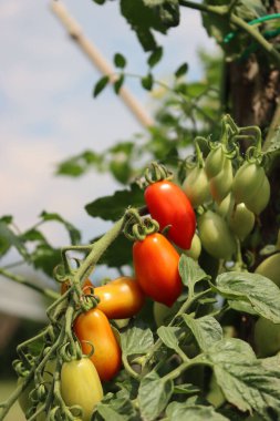 Sebze bahçesindeki dalda uzun kırmızı ve yeşil kiraz domatesleri. Solanum lycopersicum 