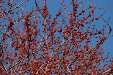 Gümüş akçaağaç ya da akçaağaç akçaağaç kırmızı kadın çiçeklerini mavi gökyüzüne karşı yakın çekim. Acer sakkarinum