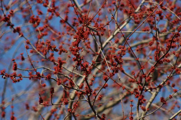 Gros Plan Des Fleurs Femelles Rouges Érable Argenté Érable Creek — Photo