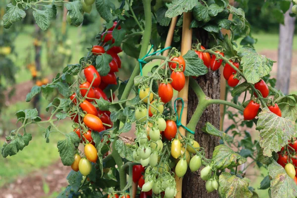 Mildew Downy Planta Tomate Cereja Tomate Cereja Planta Com Doença — Fotografia de Stock