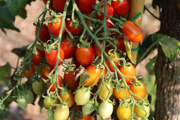 Dlouhá Červená Zelená Cherry Rajčata Větvi Zeleninové Zahradě Solanum Lycopersicum — Stock fotografie