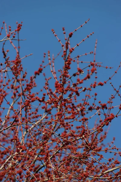 Gros Plan Des Fleurs Femelles Rouges Érable Argenté Érable Creek — Photo