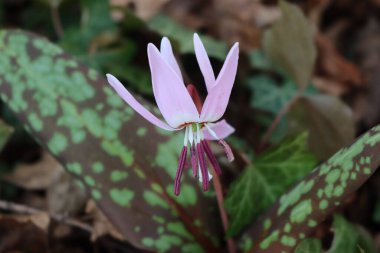Eritranyum mağaraları-kaniler çiçek açıyor. Ormanda leylak çiçekli köpek dişi bitkisi