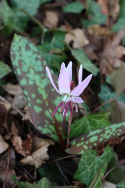 Eritranyum mağaraları-kaniler çiçek açıyor. Ormanda leylak çiçekli köpek dişi bitkisi