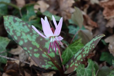 Eritranyum mağaraları-kaniler çiçek açıyor. Ormanda leylak çiçekli köpek dişi bitkisi