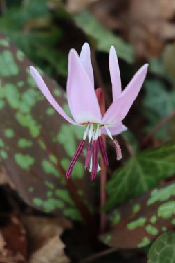 Eritranyum mağaraları-kaniler çiçek açıyor. Ormanda leylak çiçekli köpek dişi bitkisi