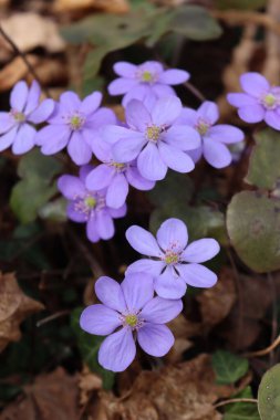 Anemon hepatika mor çiçekleri ilkbaharda ormana gelir. Hepatica nobilis çiçek açtı