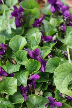Bahçedeki mor menekşeler ya da İngiliz menekşeleri. İlkbaharda Viola kokulu bitkiler