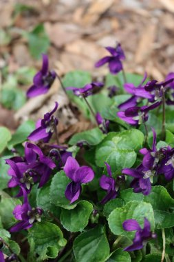 Bahçedeki mor menekşeler ya da İngiliz menekşeleri. İlkbaharda Viola kokulu bitkiler