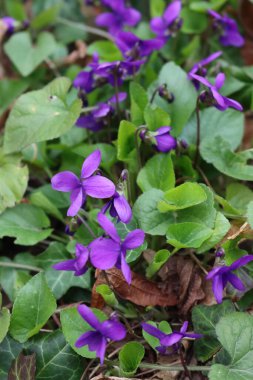 Bahçedeki mor menekşeler ya da İngiliz menekşeleri. İlkbaharda Viola kokulu bitkiler