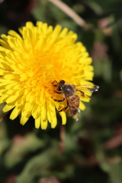 Apis Mellifera Sobre Flores Taraxacum Officinalis Abeja Miel Amarillo Flores — Foto de Stock