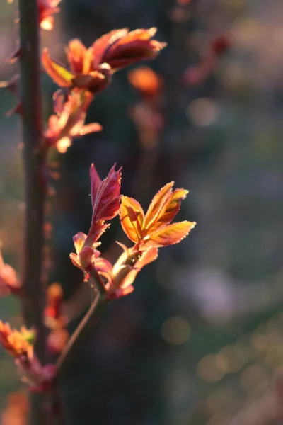 Taze Kırmızı Yapraklı Gül Çalısı Ilkbaharın Başlarında Güneş Işığına Karşı — Stok fotoğraf