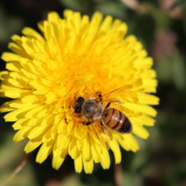 Taraxacum Officinalis Flowers 'daki Apis Mellifera' nın yakın çekimi. Baharda sarı karahindiba çiçeklerinde bal arısı