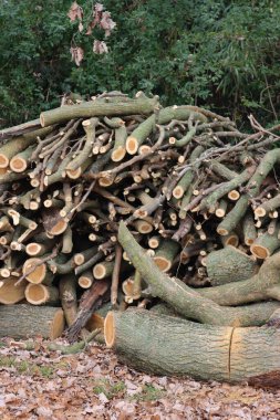 Bahçedeki tahta kütükler. Doğranmış ağaç gövdeleri kesilmiş ve istiflenmiş..