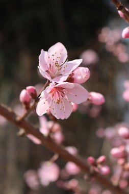 Branchon koyu arka planında açık pembe şeftali çiçekleri. Bahar zamanı açan şeftali ağacı. Prunus persica