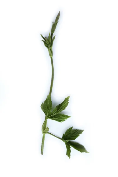 Hop Buds Isolated White Background Also Called Italian Bruscandoli Humulus — Stock Photo, Image