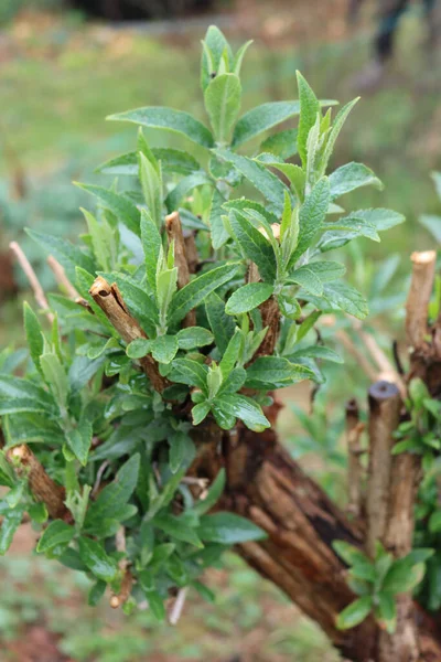 Close Van Gesnoeide Takken Van Buddleja Butterfly Bush Met Nieuwe — Stockfoto