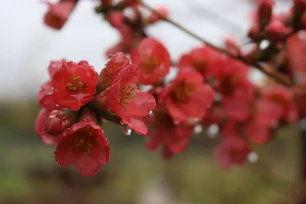 CydoniaまたはChaenomeles Japonicaブッシュのクローズアップは 雨滴に覆われたピンクの花を咲かせます 春に咲く日本の王子様 — ストック写真