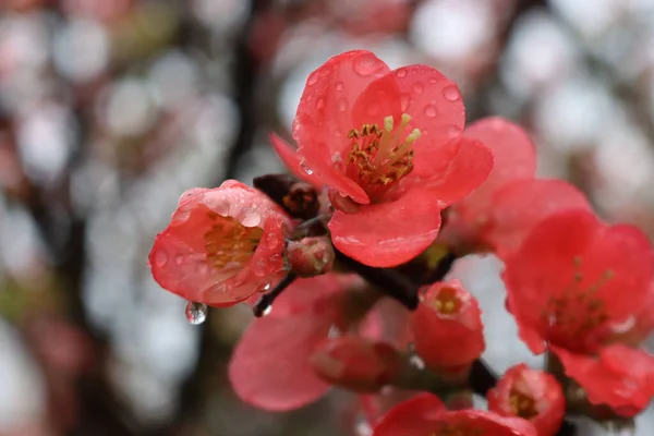 Nahaufnahme Von Cydonia Oder Chaenomeles Japonica Busch Mit Rosa Blüten — Stockfoto