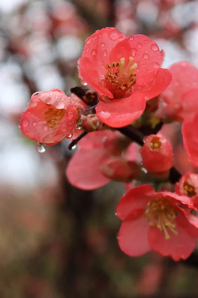 CydoniaまたはChaenomeles Japonicaブッシュのクローズアップは 雨滴に覆われたピンクの花を咲かせます 春に咲く日本の王子様 — ストック写真