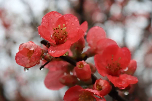 Zbliżenie Cydonia Lub Chaenomeles Japonica Krzak Różowymi Kwiatami Pokryte Kroplami — Zdjęcie stockowe