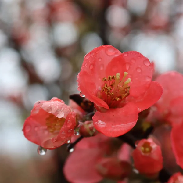 Zbliżenie Cydonia Lub Chaenomeles Japonica Krzak Różowymi Kwiatami Pokryte Kroplami — Zdjęcie stockowe