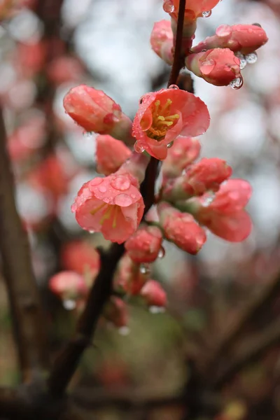 Close Cydonia Chaenomeles Japonica Bush Withl Pink Flowers Covered Raindrops — Stock Photo, Image
