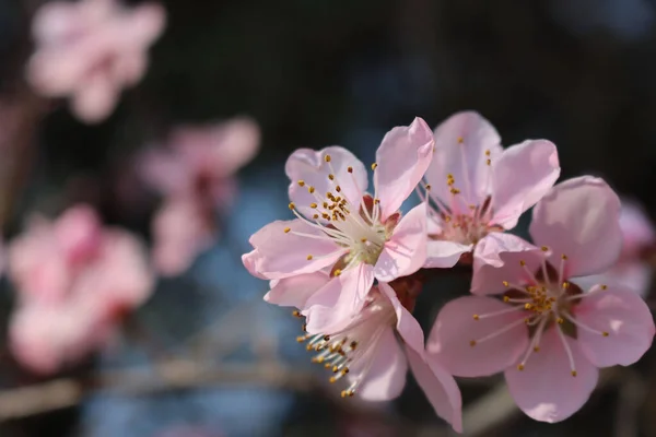 淡紅色の桃の花を枝先に濃紺地に咲かせます 春に桃の木が咲く プヌス ペリカ — ストック写真