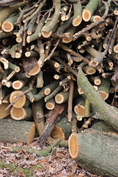 Holzstämme Garten Gehäckselte Baumstämme Geschnitten Und Gestapelt — Stockfoto