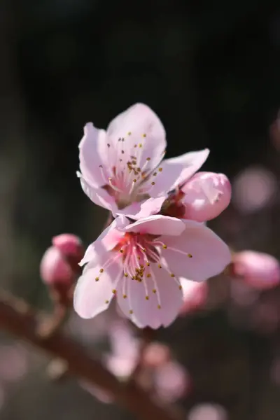 淡紅色の桃の花を枝先に濃紺地に咲かせます 春に桃の木が咲く プヌス ペリカ — ストック写真