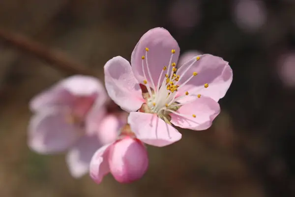 淡紅色の桃の花を枝先に濃紺地に咲かせます 春に桃の木が咲く プヌス ペリカ — ストック写真