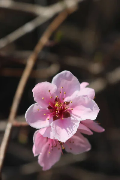 淡紅色の桃の花を枝先に濃紺地に咲かせます 春に桃の木が咲く プヌス ペリカ — ストック写真