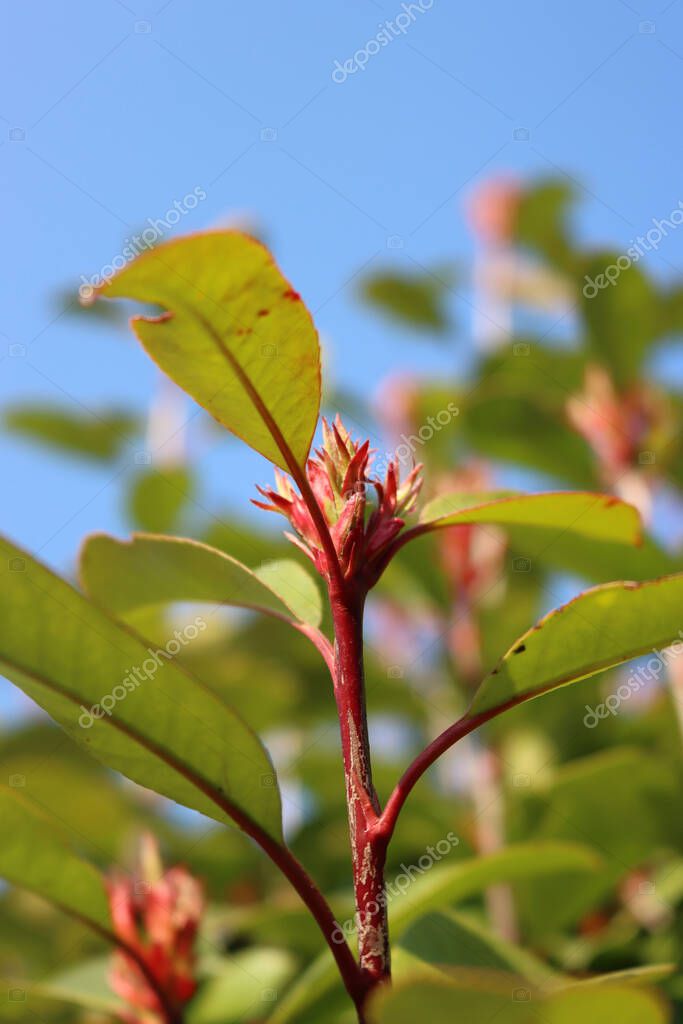 Primer plano de Robin Photinia rojo nuevas hojas en primavera. Photinia
