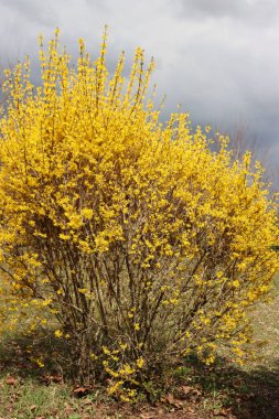 Parlak sarı Forsythia çiçekleri. Forsythia x intermedia, europaea da Altın Zil olarak adlandırılır