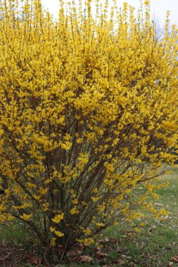 Parlak sarı Forsythia çiçekleri. Forsythia x intermedia, europaea da Altın Zil olarak adlandırılır