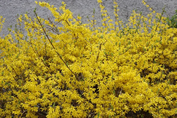 Jasnożółte Kwiaty Forsycji Forsythia Intermedia Europaea Zwana Również Złotym Dzwonem — Zdjęcie stockowe