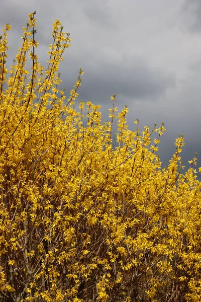 Ярко Желтые Цветы Форсайтии Forsythia Intermedia Называемая Золотым Колоколом — стоковое фото