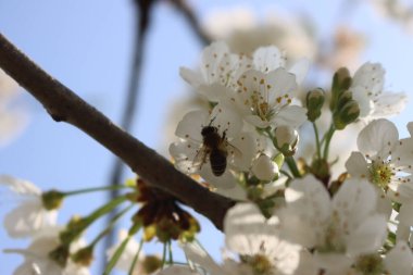 Mavi gökyüzüne karşı beyaz elma çiçeklerinde bal arısının nektar yediği yakın plan. Malus domestica çiçeğindeki Apis mellifera