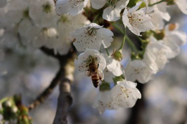 Mavi gökyüzüne karşı beyaz elma çiçeklerinde bal arısının nektar yediği yakın plan. Malus domestica çiçeğindeki Apis mellifera