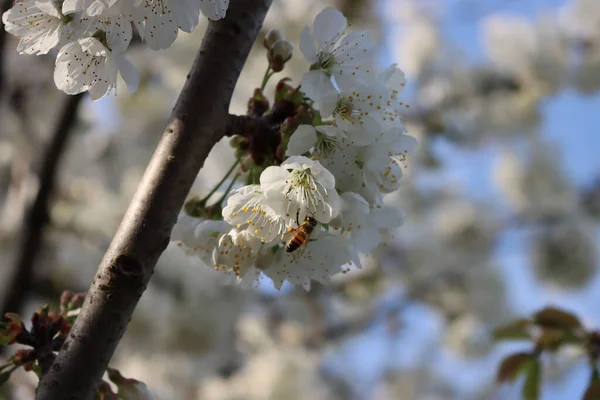 青い空に向かって枝に白いリンゴの花に蜜を食べるミツバチのクローズアップ アピス メリフェラオン マルス国内花 — ストック写真