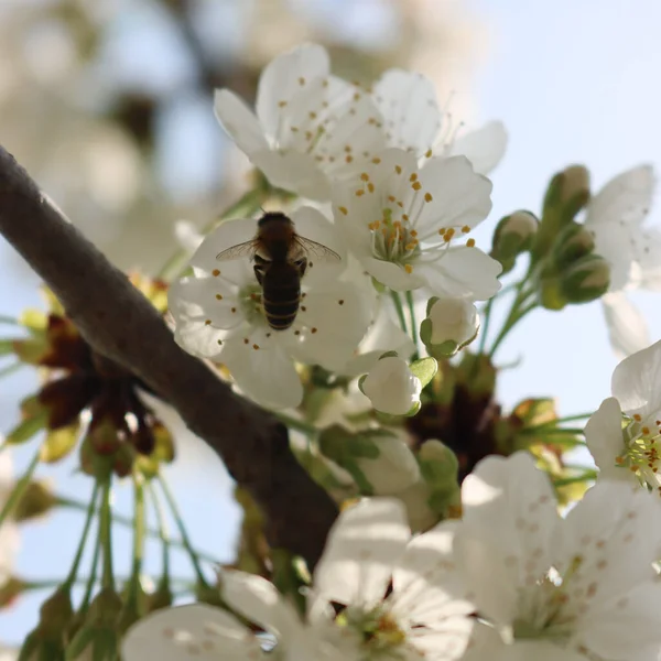 Mavi gökyüzüne karşı beyaz elma çiçeklerinde bal arısının nektar yediği yakın plan. Malus domestica çiçeğindeki Apis mellifera