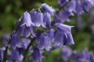 Bahçede bir sürü güzel Bluebell çiçeği var. Güneşli bir günde çiçek açan Hyacinthoides olmayan bitkiler