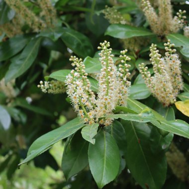 Güneşli bir günde dallarında bir sürü beyaz çiçek olan Cherry Laurel Bush. Prunus laurocerasus çiçek açarken yakın plan.