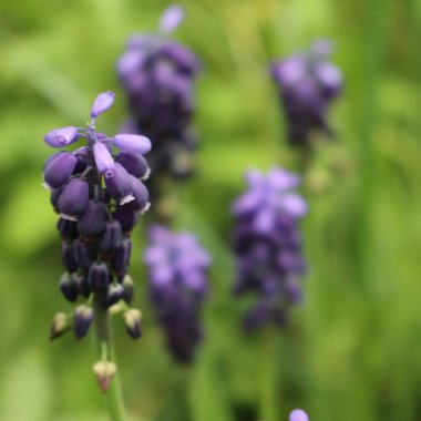 Mavi Muscari ya da çayırdaki üzümlü sümbül çiçekleri. Seçici odak noktasında ilkbahar arkaplanı. Muscari armeniacum