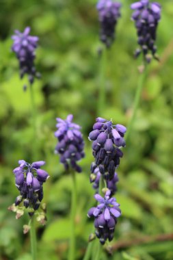 Mavi Muscari ya da çayırdaki üzümlü sümbül çiçekleri. Seçici odak noktasında ilkbahar arkaplanı. Muscari armeniacum