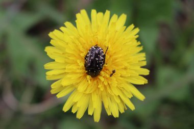 Sarı bir karahindiba çiçeğinin üzerindeki Oxythyrea funesta böceği. Bahçedeki siyah beyaz saman böceği 
