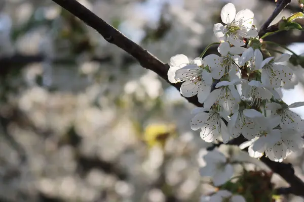 Dawn Cherry Orchard Bloom Крупный План Белого Цветка Вишни Против — стоковое фото