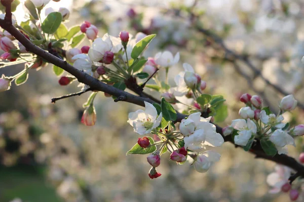 開花中のリンゴの果樹園で夜明け 太陽の光に対する美しい白いリンゴの花 マルス ドメスティカ — ストック写真