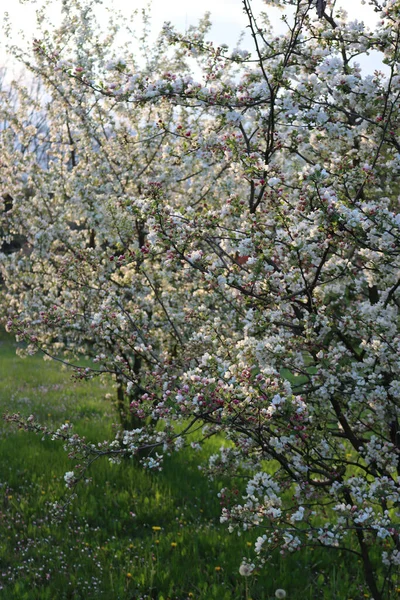 Dawn Apple Orchard Bloom Beautiful White Apple Flower Sunlight Malus — Photo