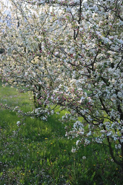 Dawn Apple Orchard Bloom Beautiful White Apple Flower Sunlight Malus — Photo